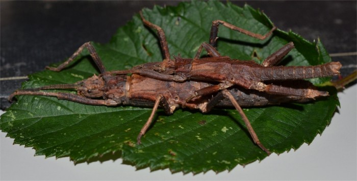 PSG 399 Tisamenes deplanata adult pair mating
